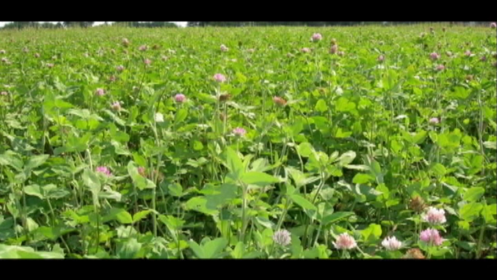 The Food Plot Dude • Mossy Oak's Todd Amenrud Talks Food Plot Maintenance