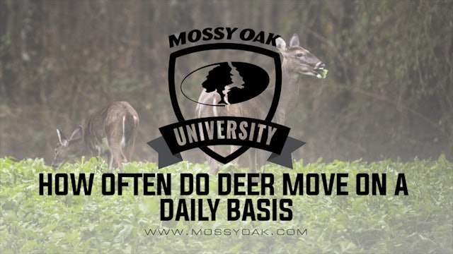 How Often Do Deer Move On A Daily Basis