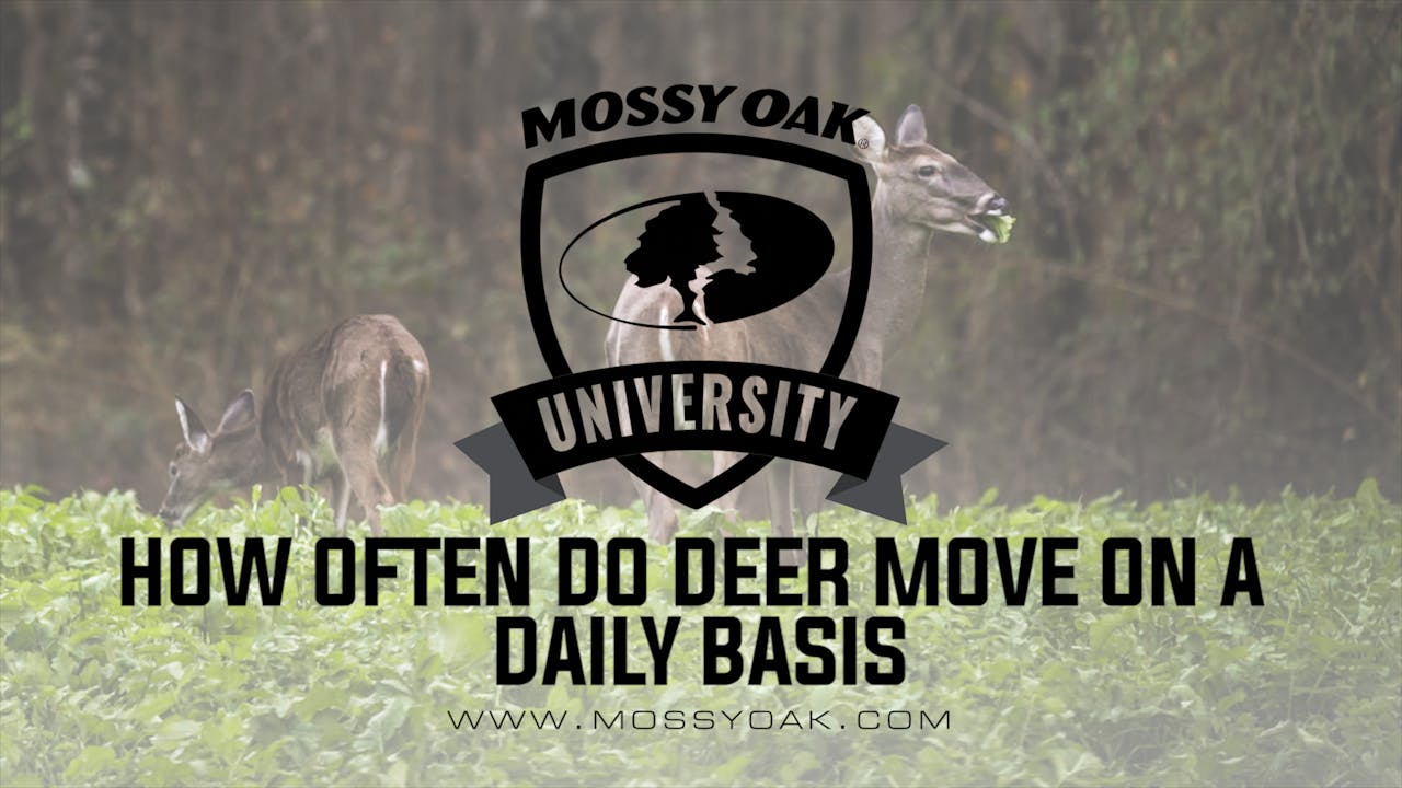 How Often Do Deer Move On A Daily Basis Mossy Oak GO
