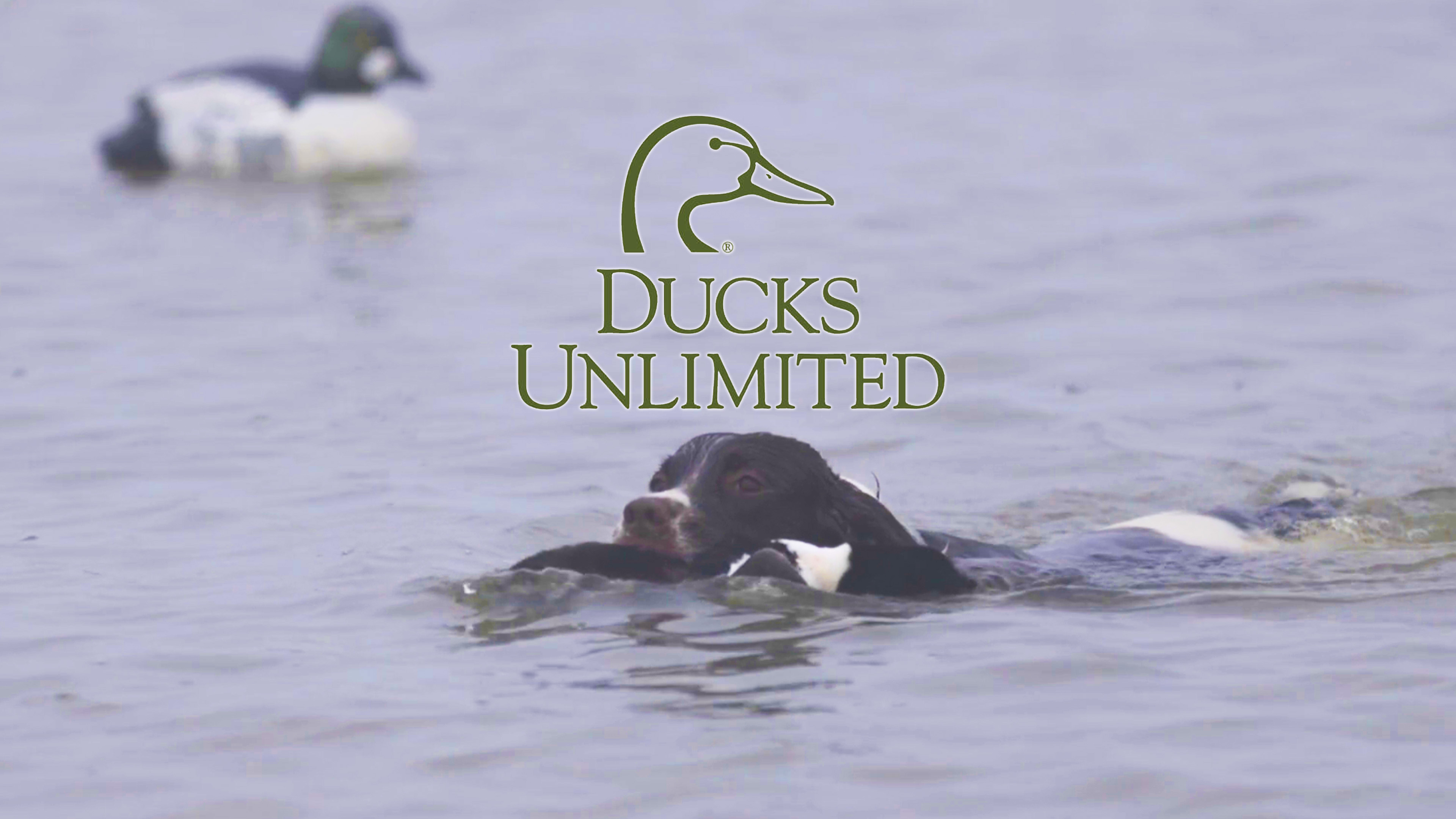 Butte Sink Bonanza • DU TV