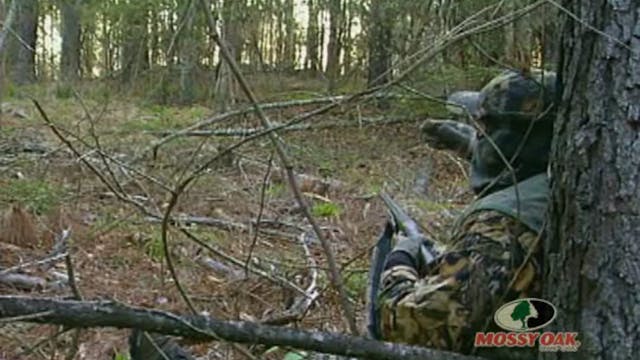 Opening Day Turkeys • Gobblers on the...