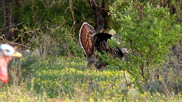 The Passion • NBK Episode 4 S7