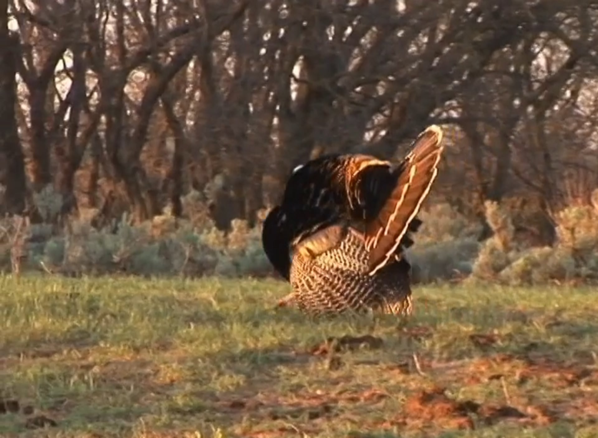 Nothing Healthier • Turkeys in Oklahoma
