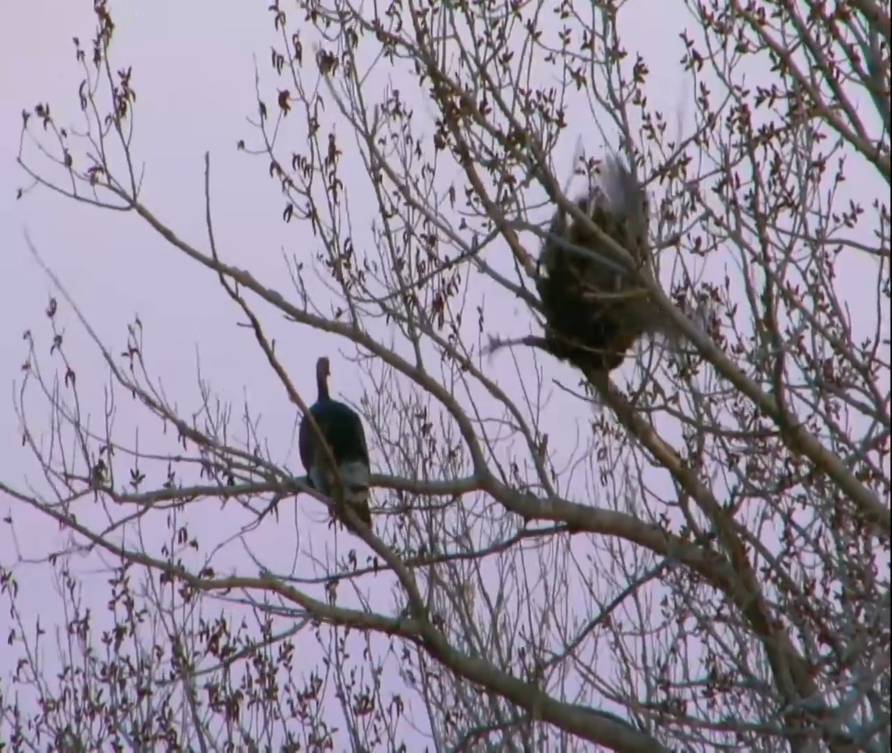 Springtime Specialty • Husbands, Wives and Longbeards