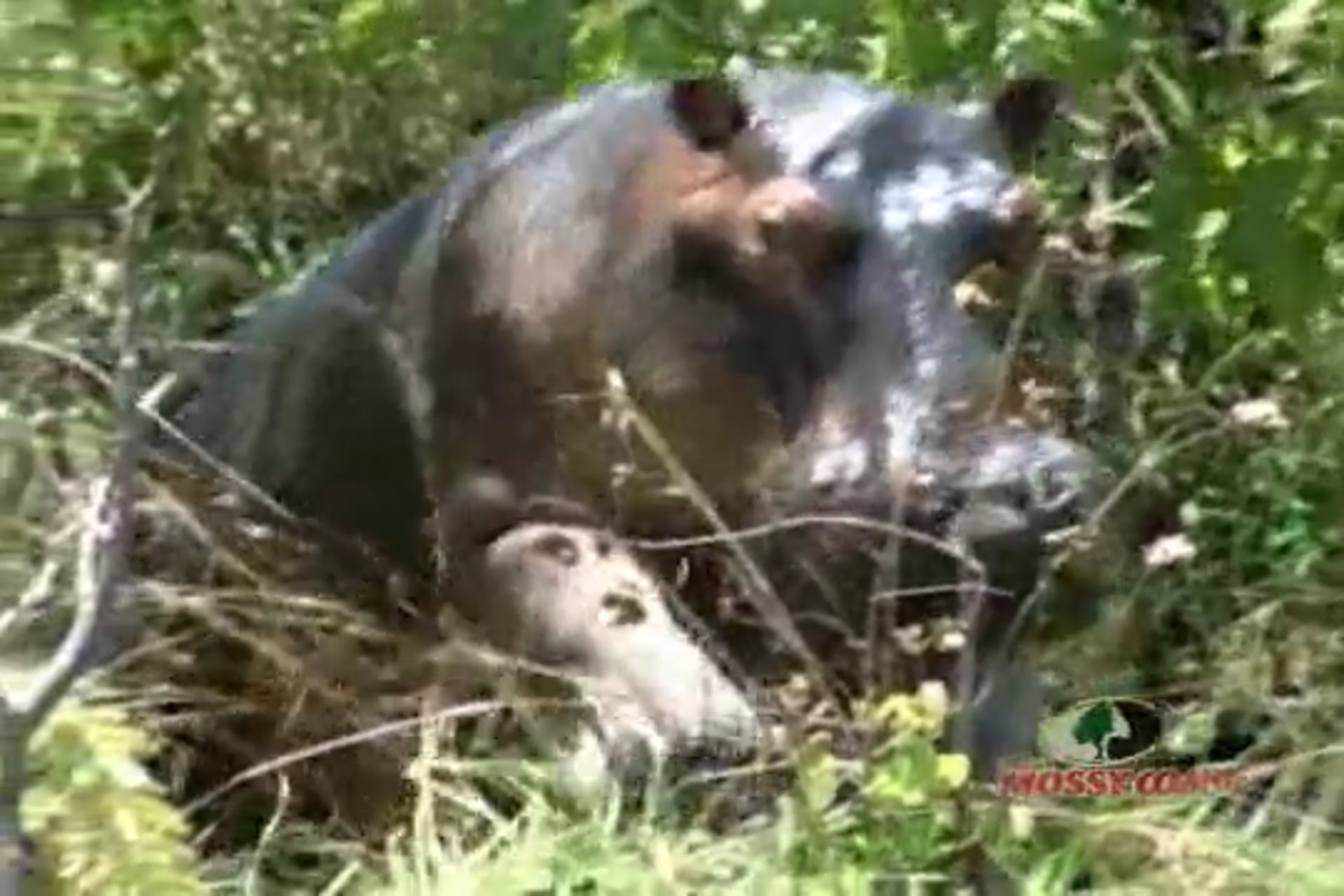 Out of Africa • Safari in Africa