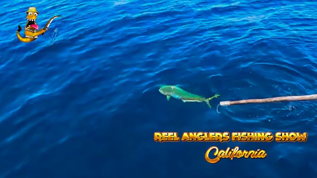 Pursuit Sportfishing Dorado • Reel An...