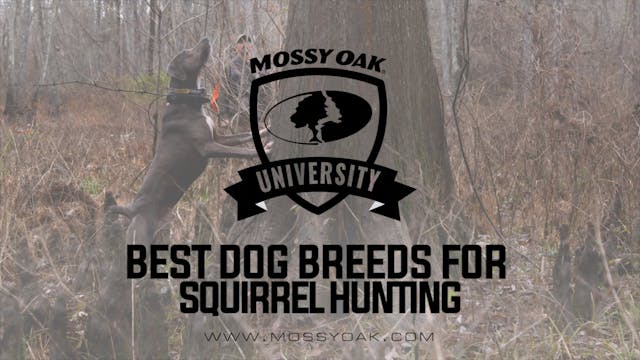 Best Breed Of Dog For Squirrel Hunting