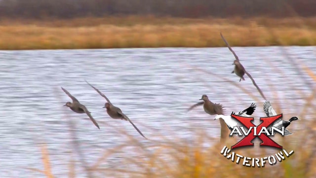 Saskatchewan Duck • Avian X Waterfowl