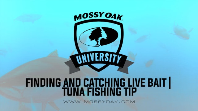 How to Catch Live Bait for Tuna