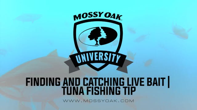 How to Catch Live Bait for Tuna