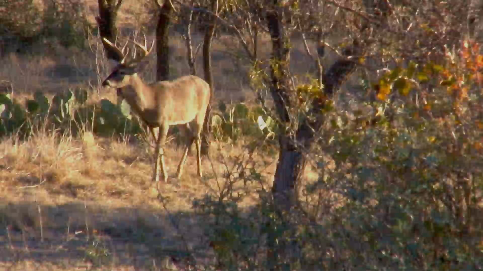 Early Season Bucks of Texas • Fast Tines in the Flats