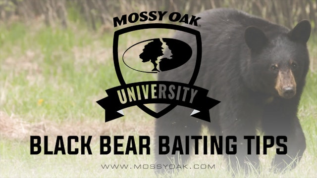 Black Bear Baiting Tips and Tricks