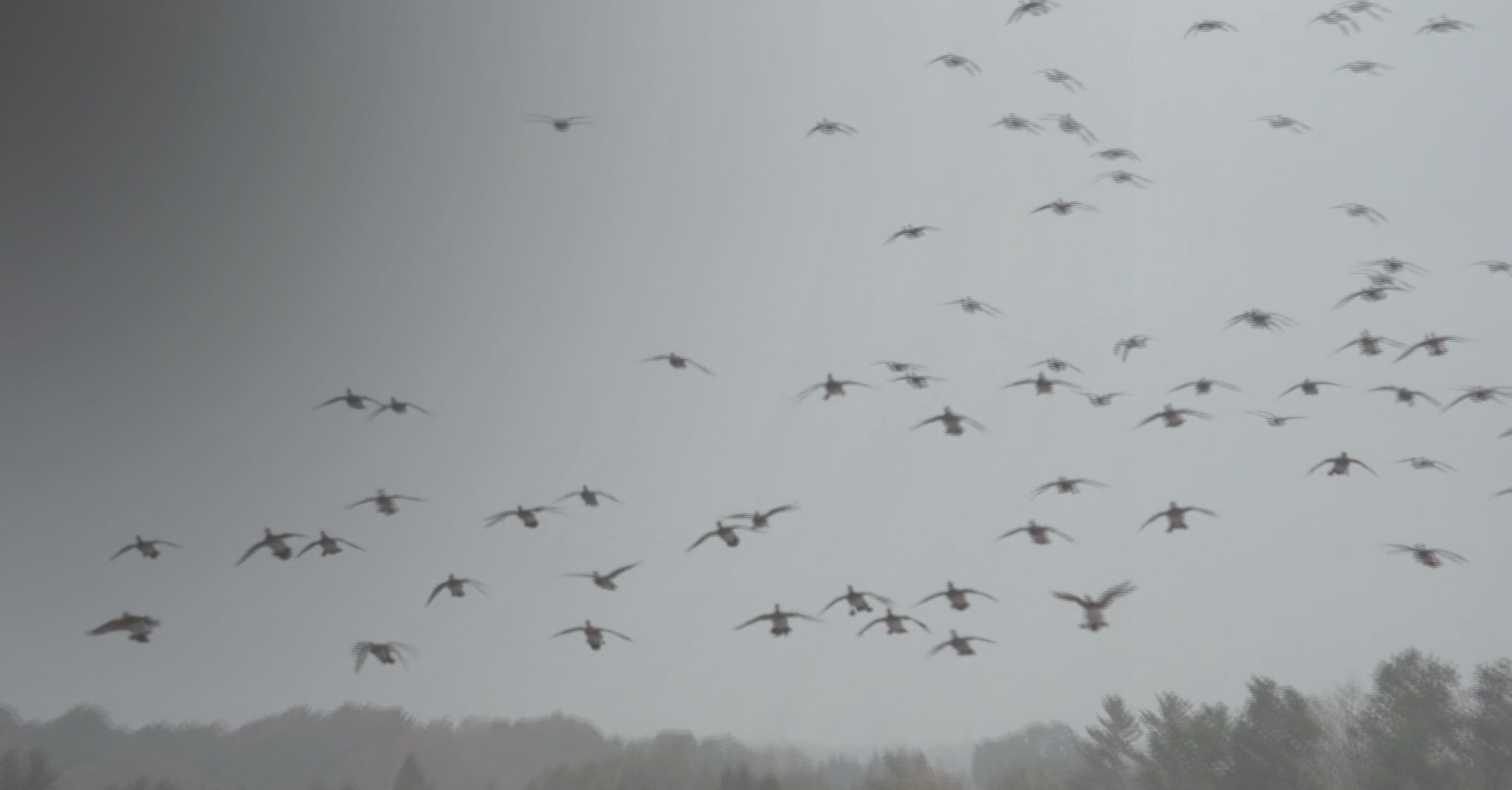 Ontario  Oklahoma Mix Bag  • DU TV