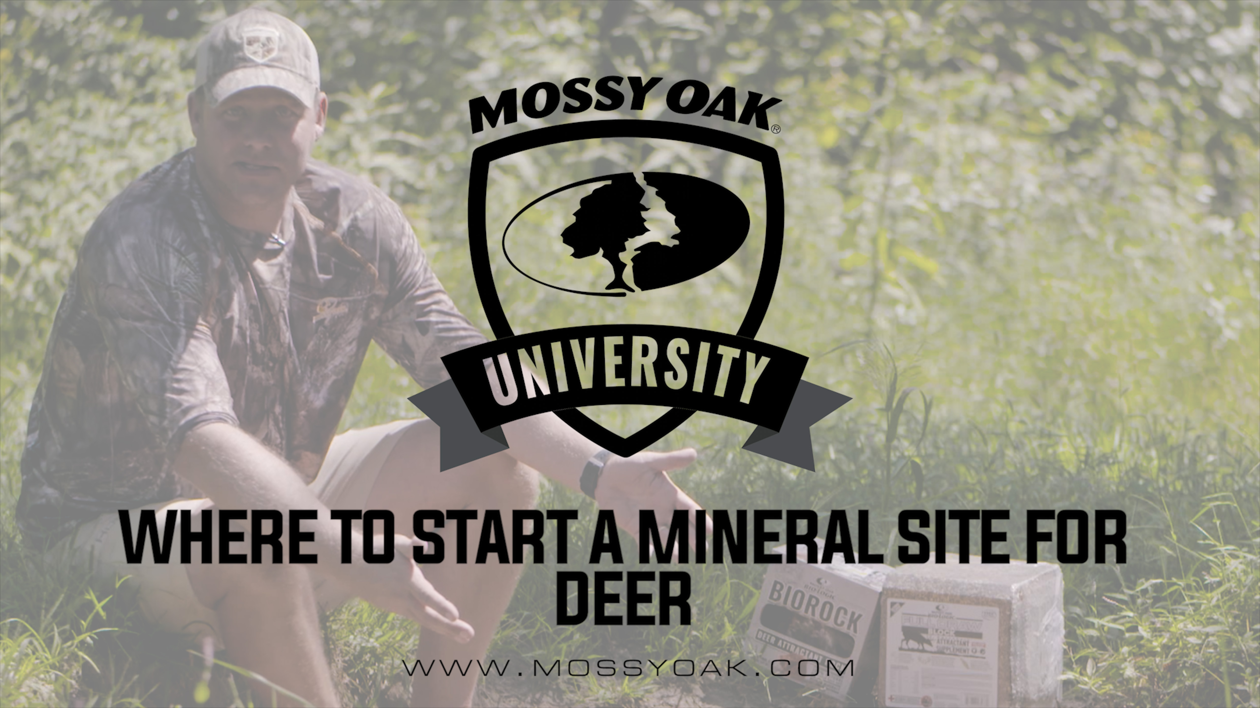 Where to Start a Mineral Site for Deer