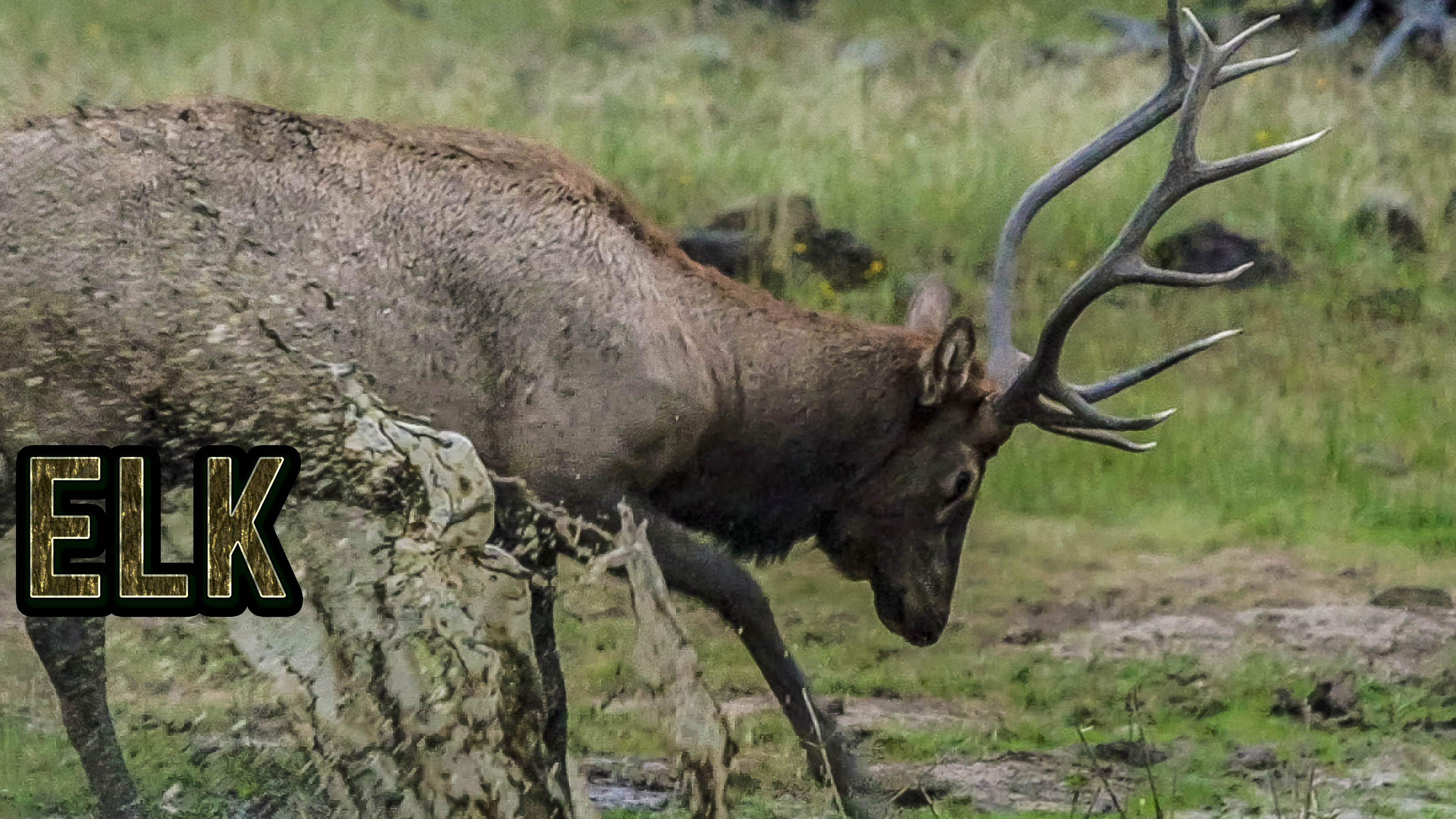 Elk