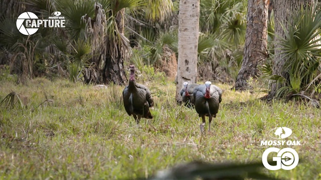 Brandon Storey • A Lifetime of Guiding Turkey Hunts