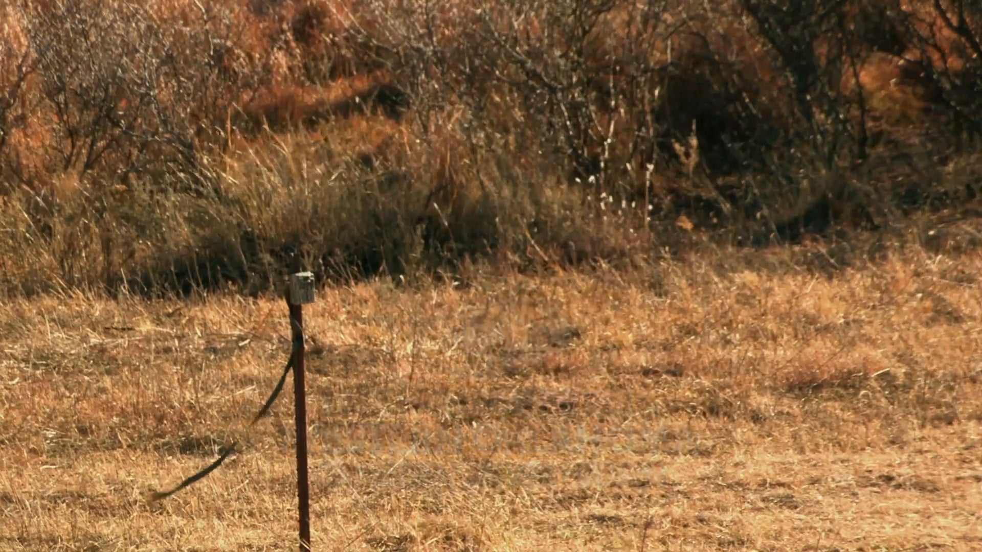 A Redefined Life • Whitetails in Oklahoma