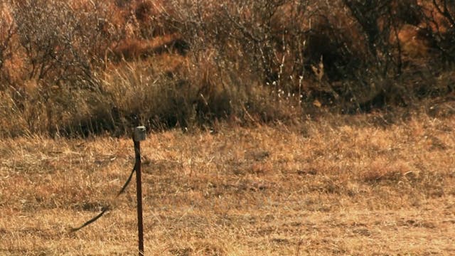 A Redefined Life • Whitetails in Okla...