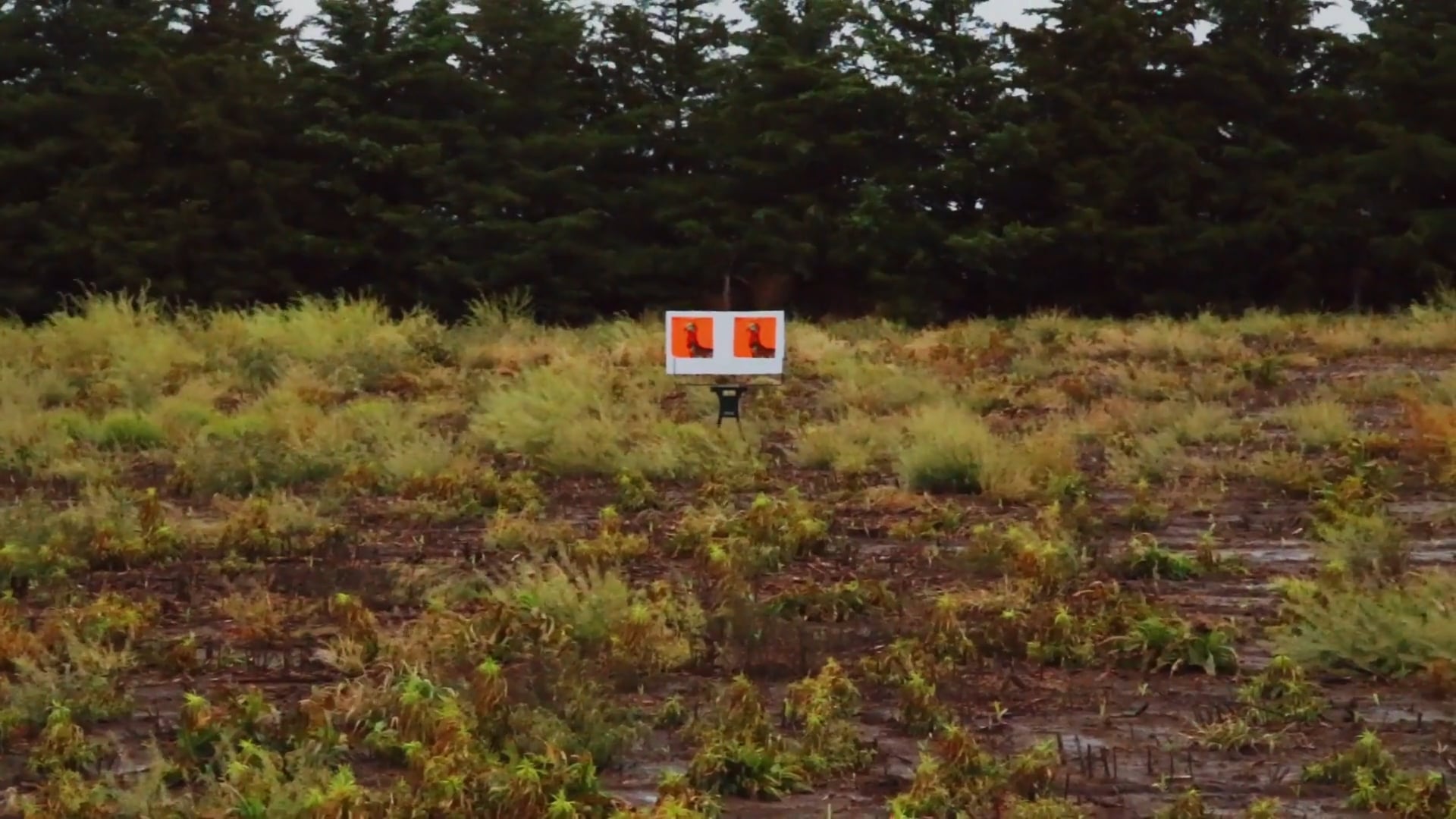 Home to Roost, Part 1 • Rios in Kansas