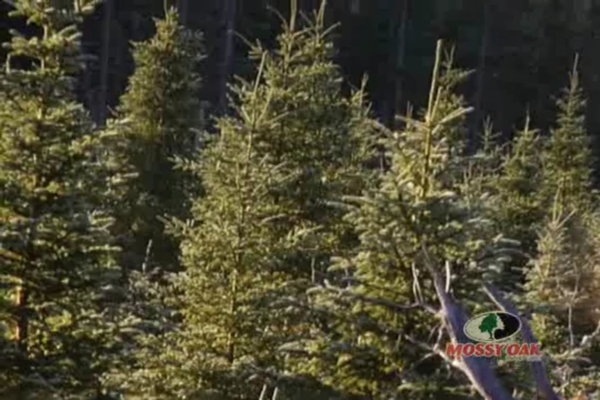 Newfoundland Slam • Big Game Hunts in Newfoundland