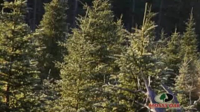 Newfoundland Slam • Big Game Hunts in Newfoundland