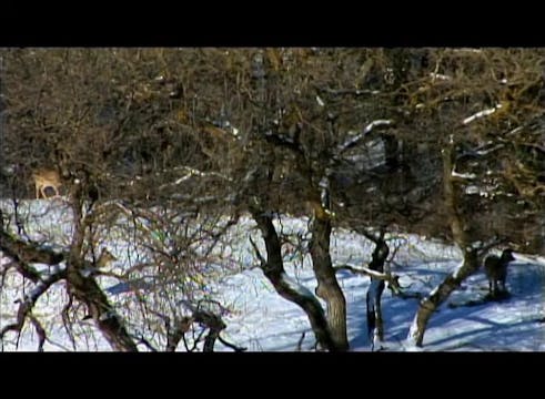 Cold Conditioned • Whitetails in Nebr...