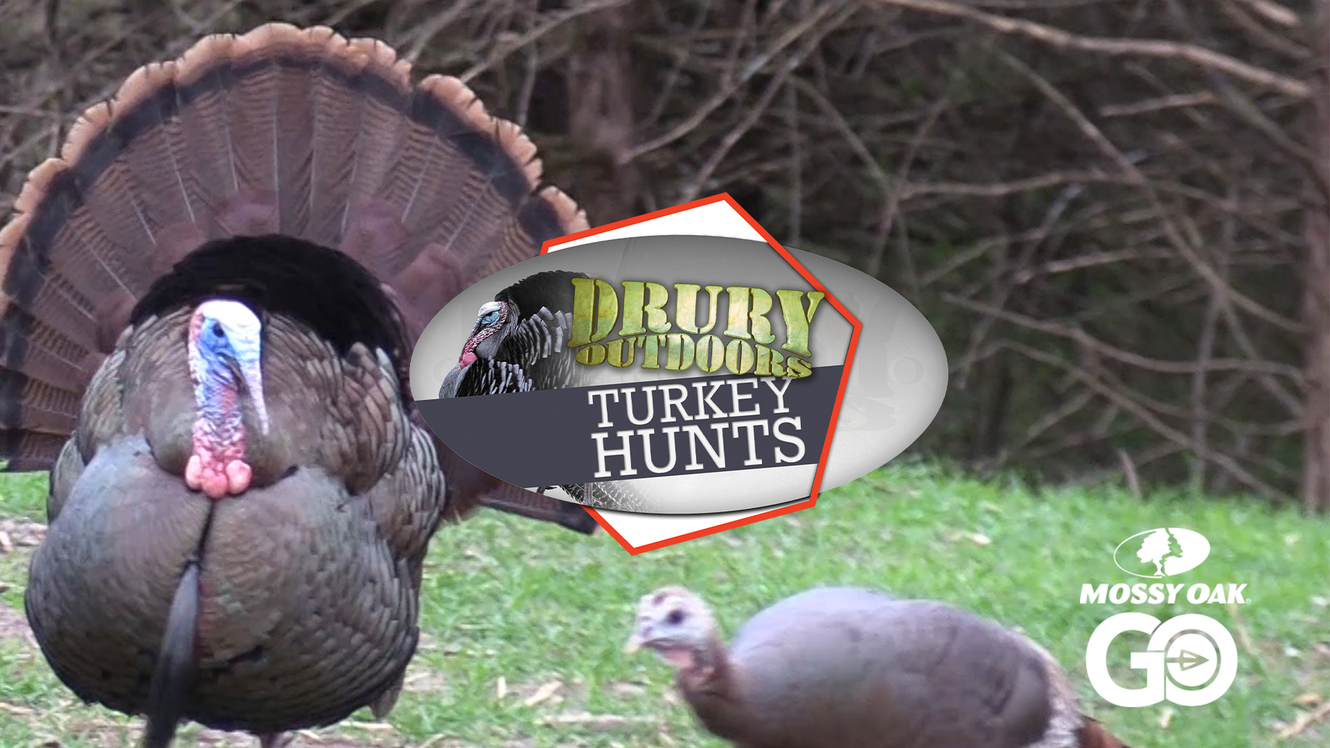 2 Birds in 2 Days  • DOD TV