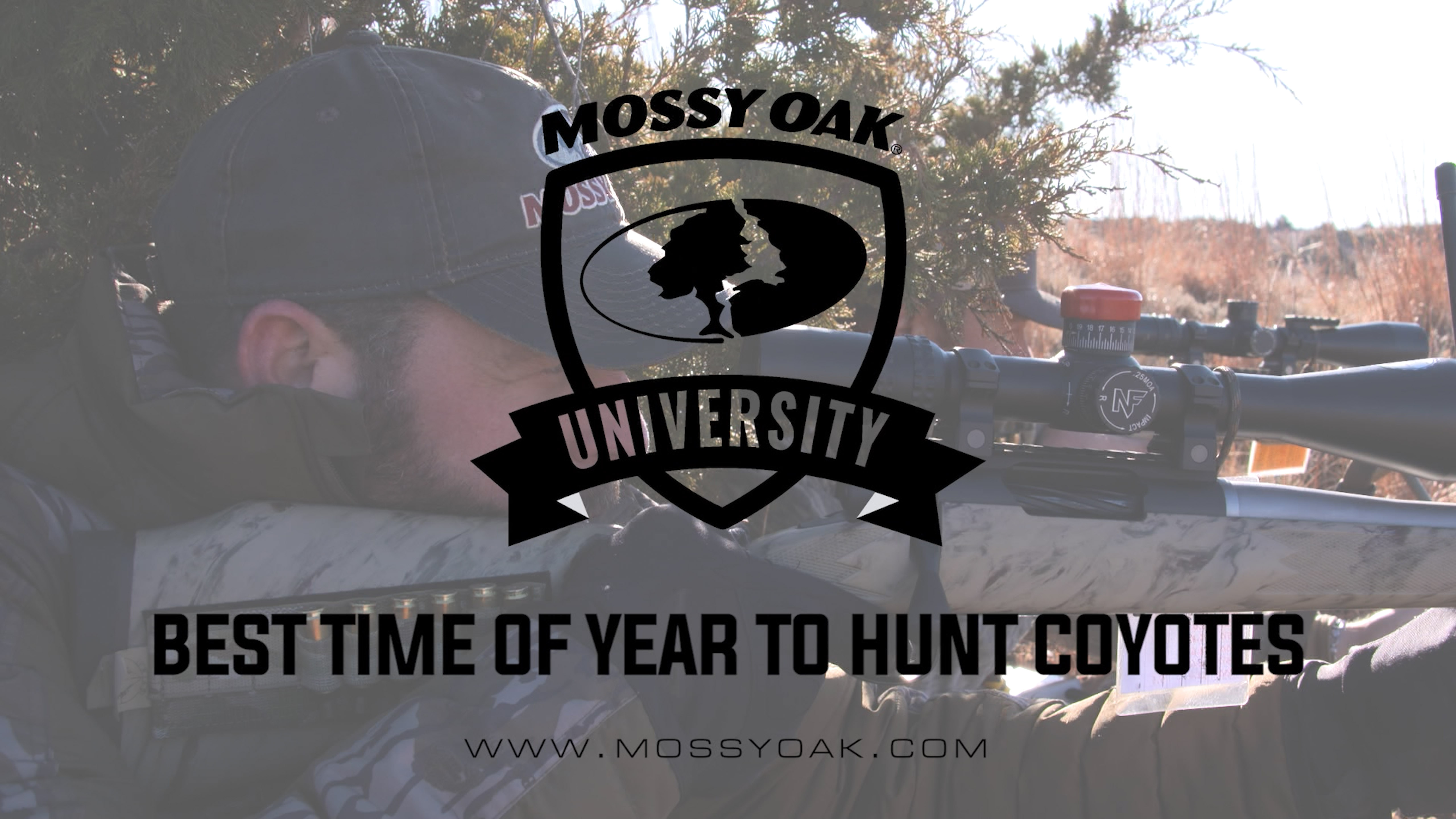 Best Time of Year to Hunt Coyotes