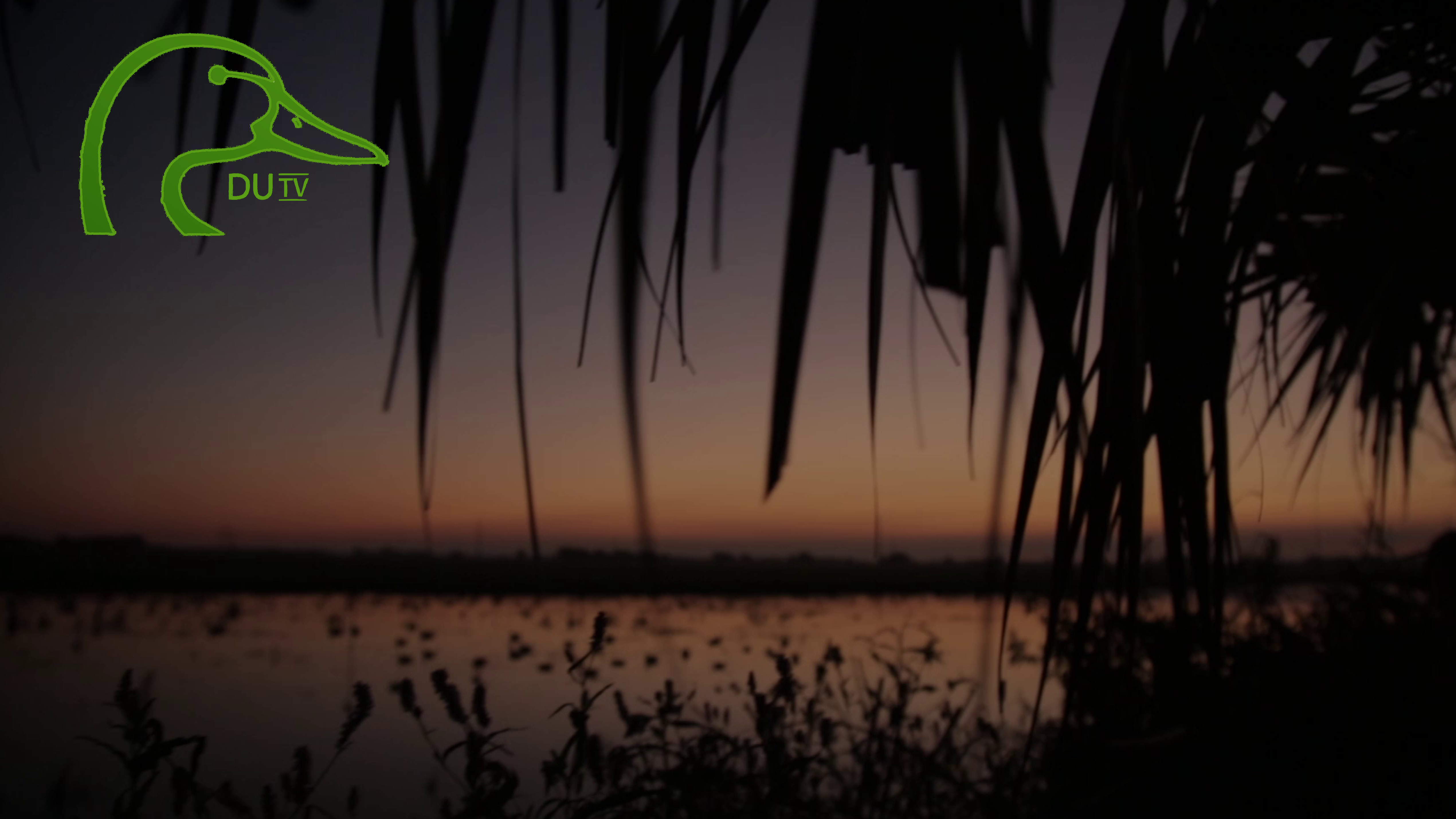 All about Blue Wing Teal • DU TV