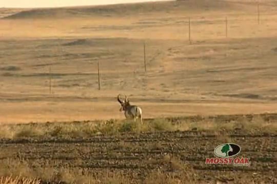 It Is What It Is • Bowhunting for Antelope in Montana