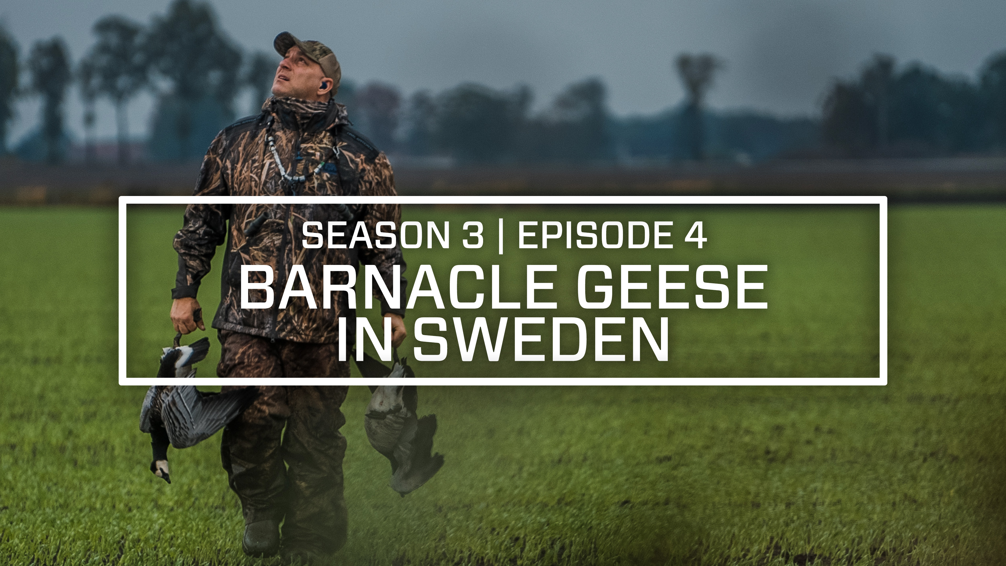 Last Pass Episode 4 • BARNACLE GEESE IN SWEDEN