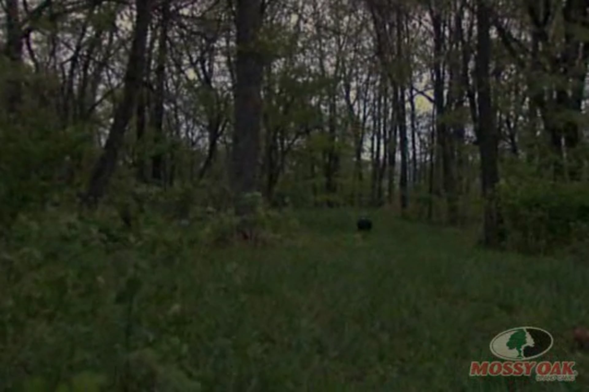 Early Morning Gobblin'