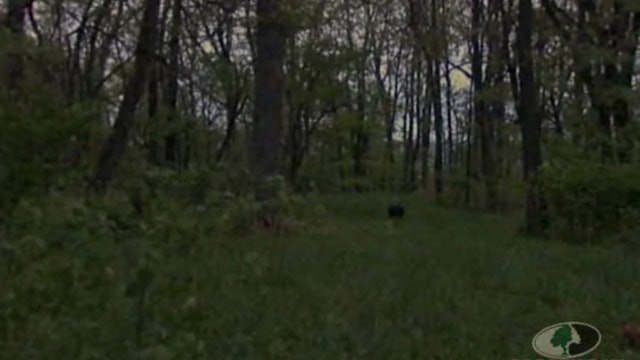 Early Morning Gobblin'