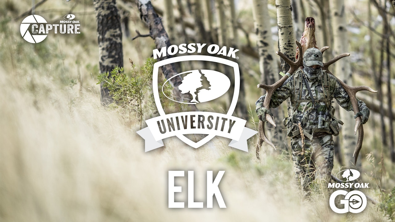 Elk • Mossy Oak University
