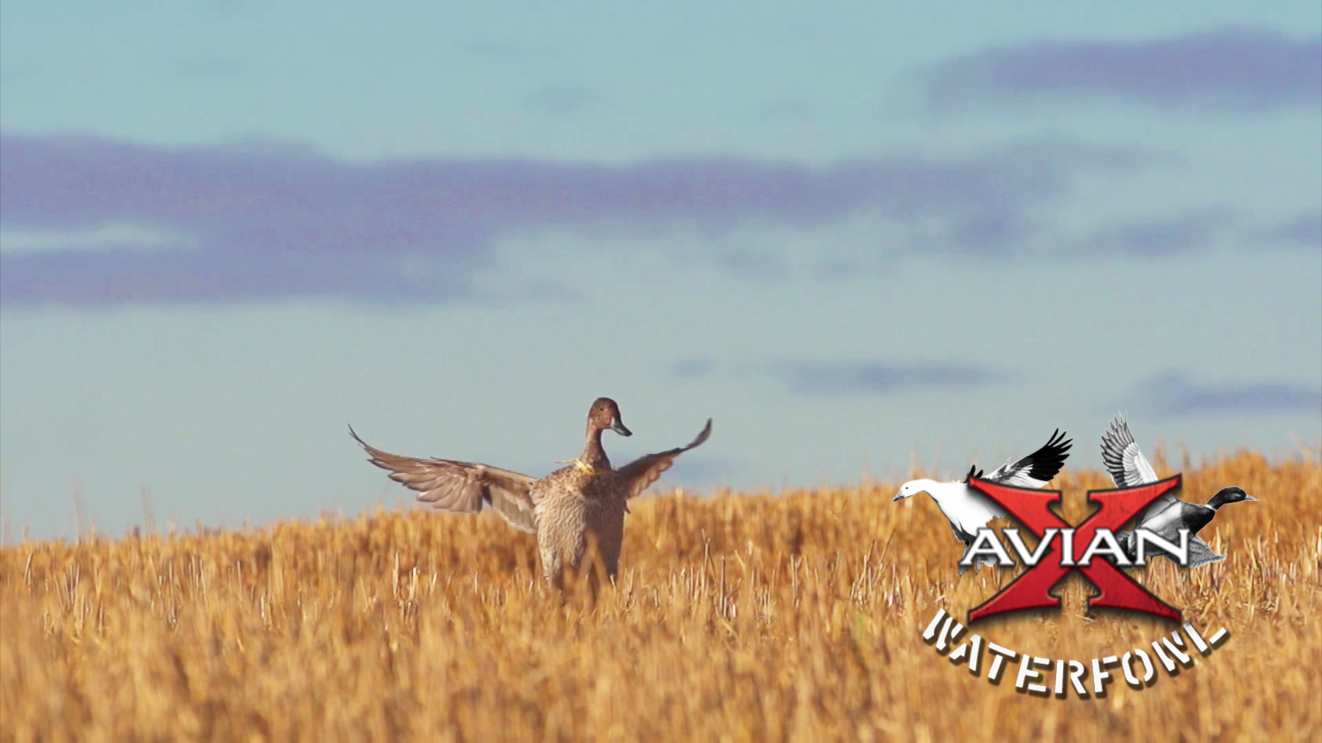 Sunshine Mallards • Avian X Waterfowl