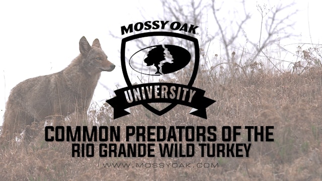 Common Predators Of The Rio Grande Wild Turkey