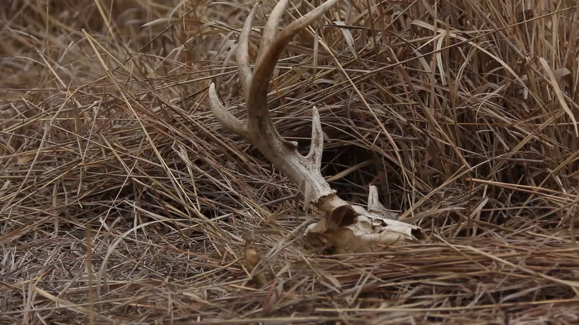 Browse Pressure • GK Tip