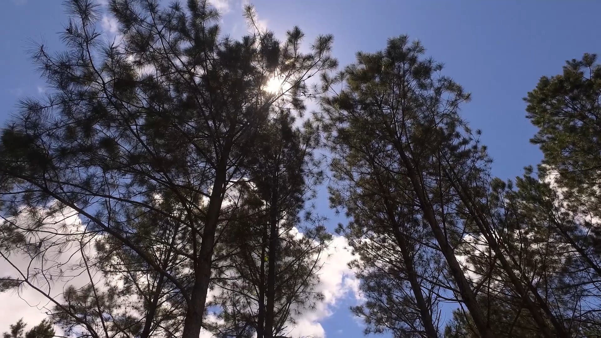 The Lindseys Georgia • Springtime Management and Hunting with The Lindsey Family