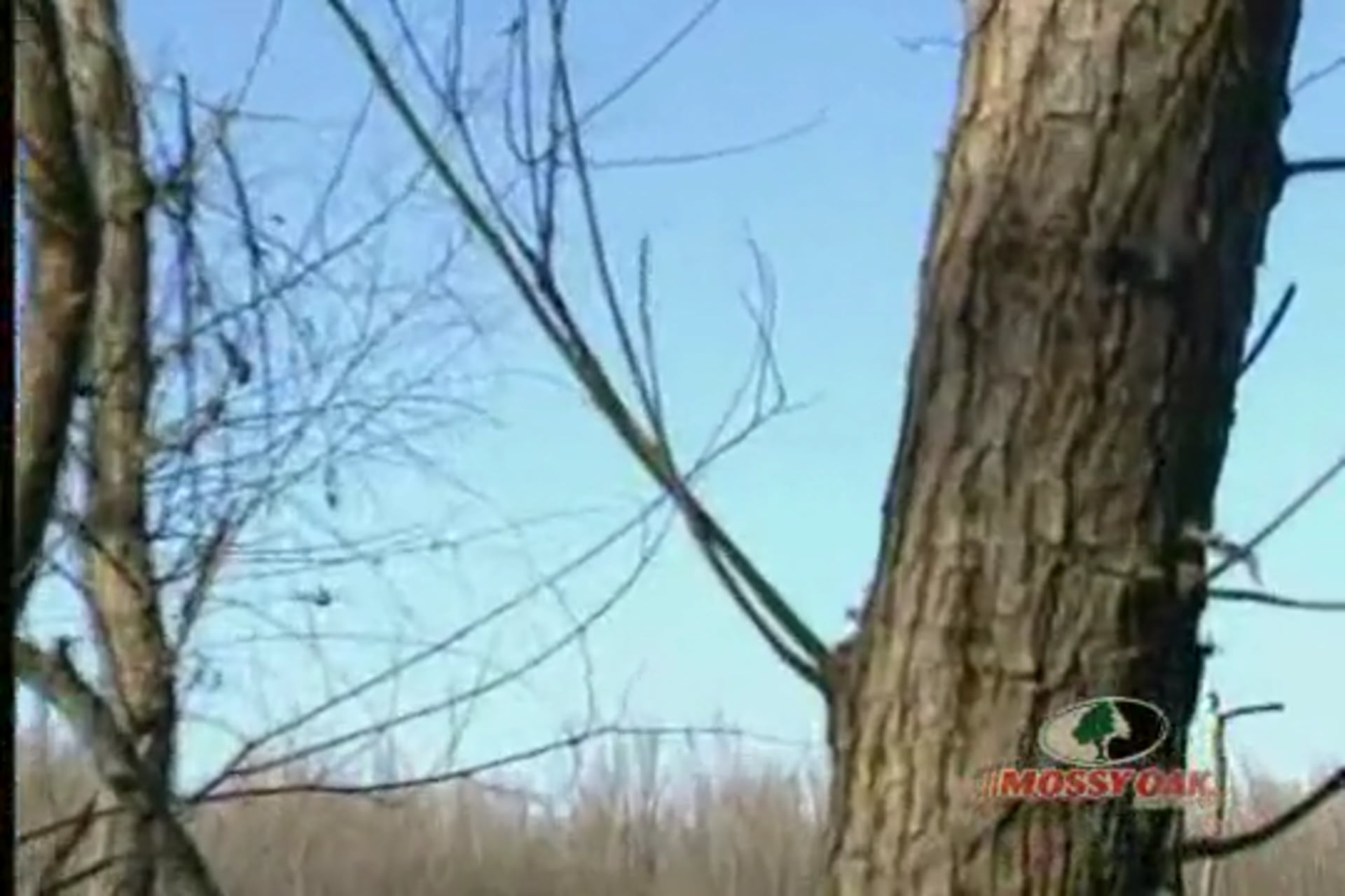 Night and Day • Arkansas and Texas Timber Duck Hunts