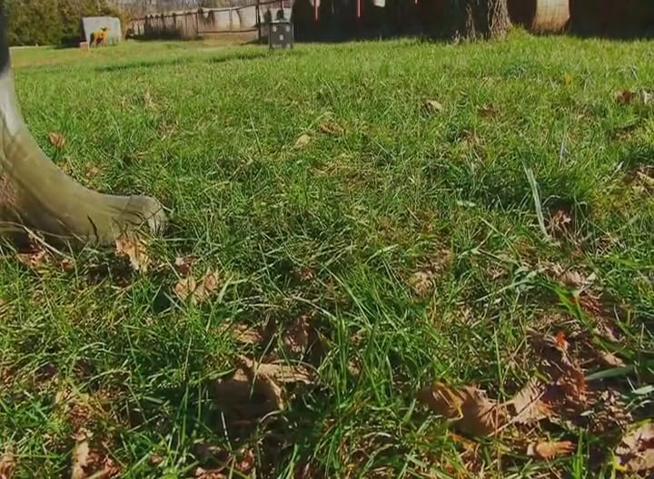 Gumbo and Arrow • Archery Bucks in Kansas