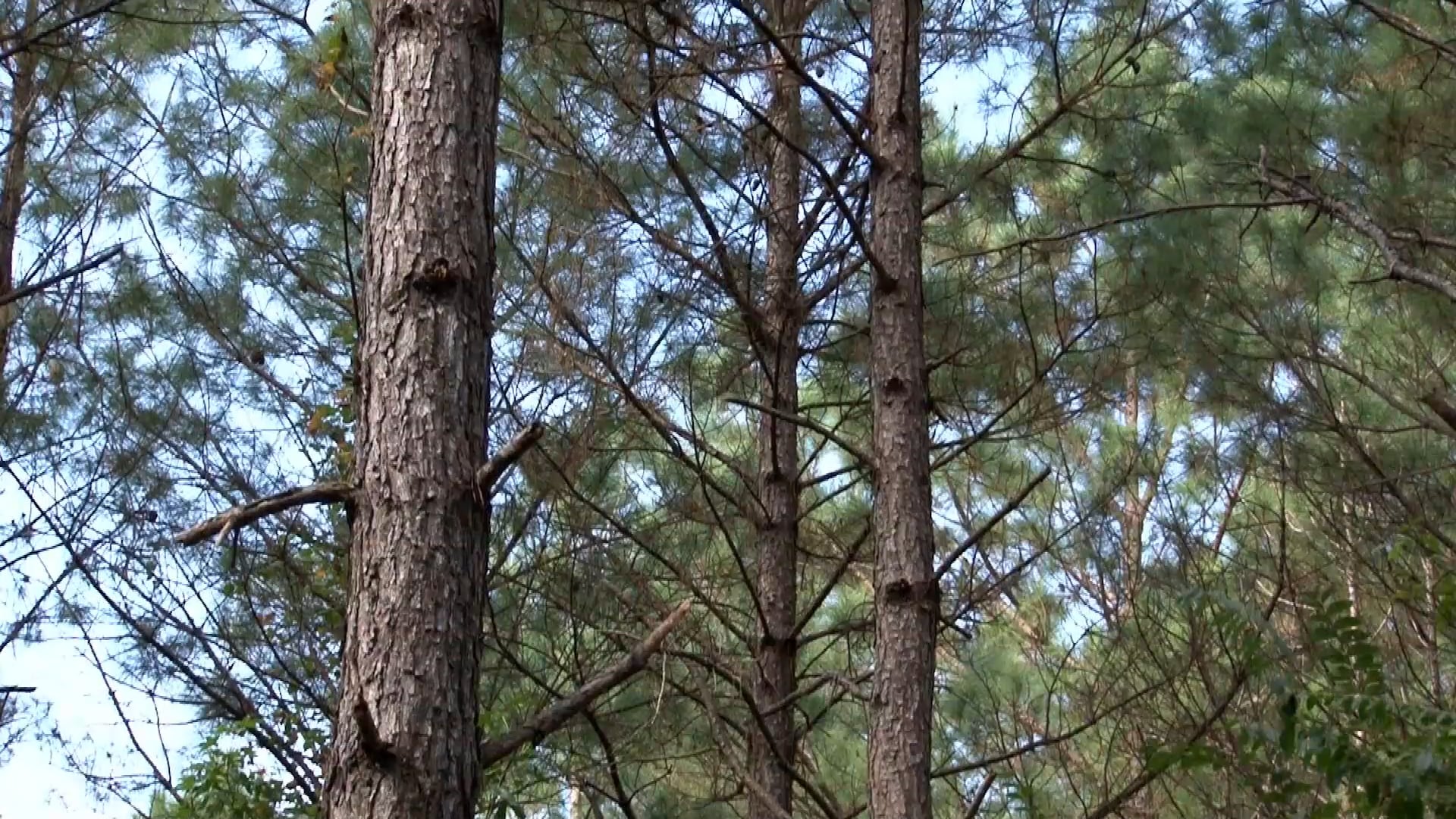 Tracks and Tracts • Training Tracking Dogs and Timber Management