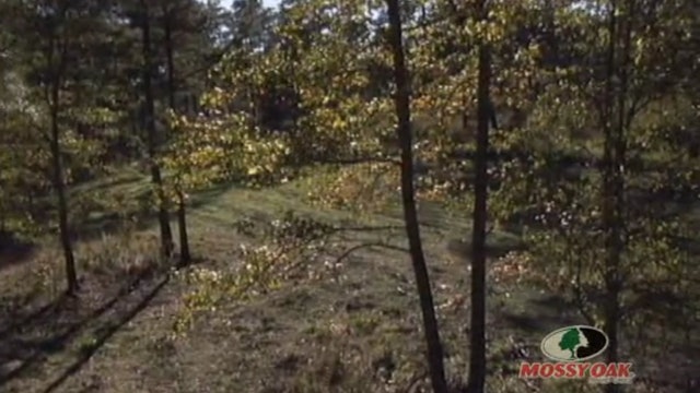 Big Alabama Buck • Whitetails in the Black Belt