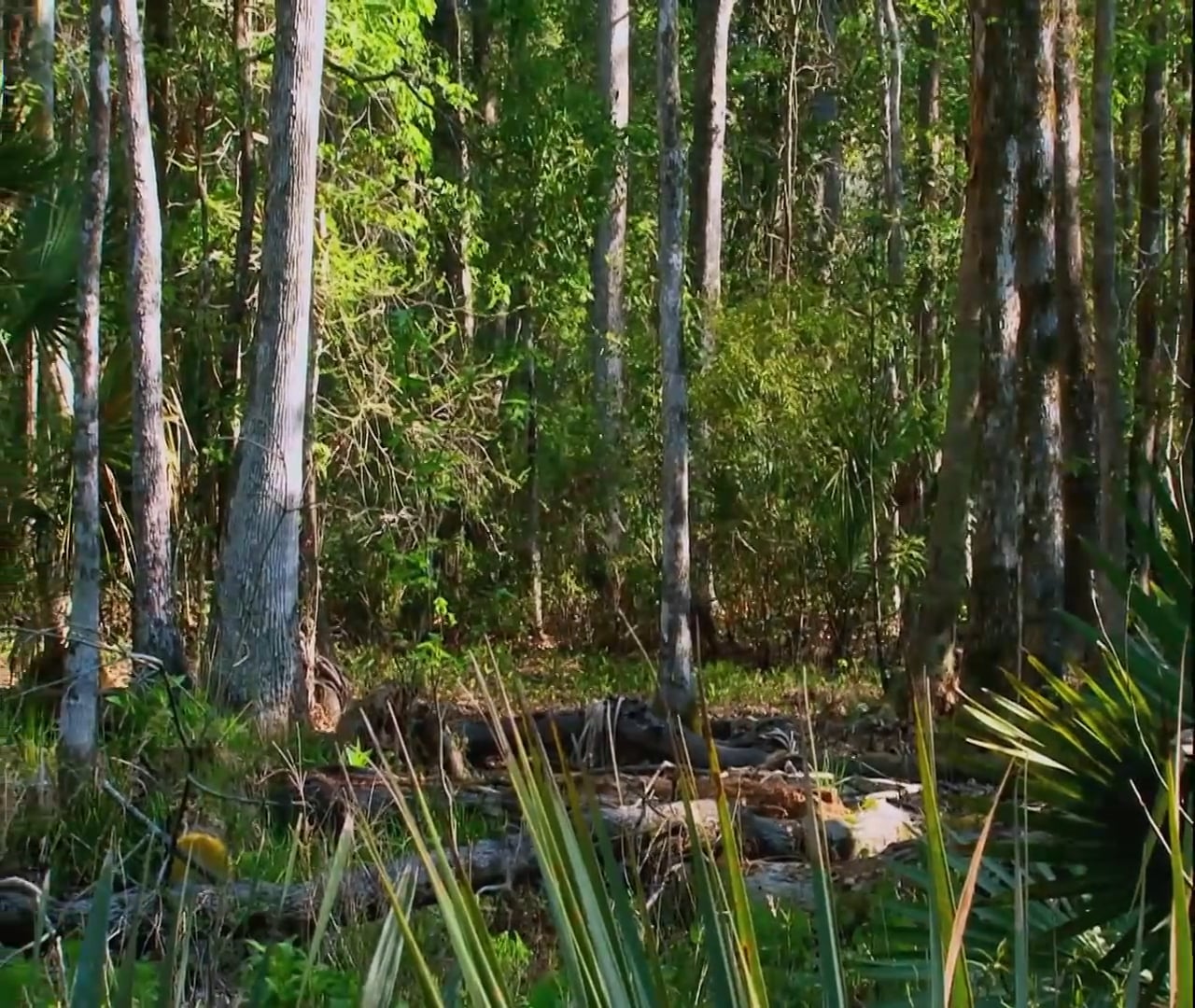 A Place to Belong • Turkeys and Kids in Florida