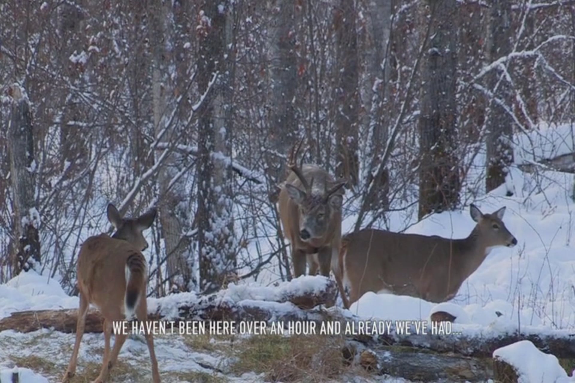 Glassing, Ranging, Scoping, Freezing • Whitetail in Canada