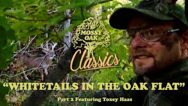 Whitetails in the Oak Flat Pt2 w/ Tox...