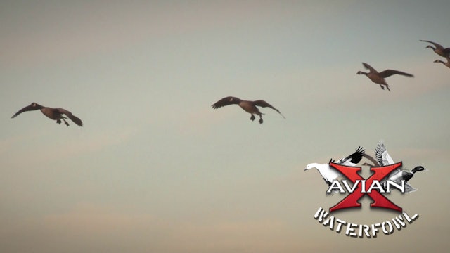 Ontario Pro Staff Hunt • Avian X Waterfowl