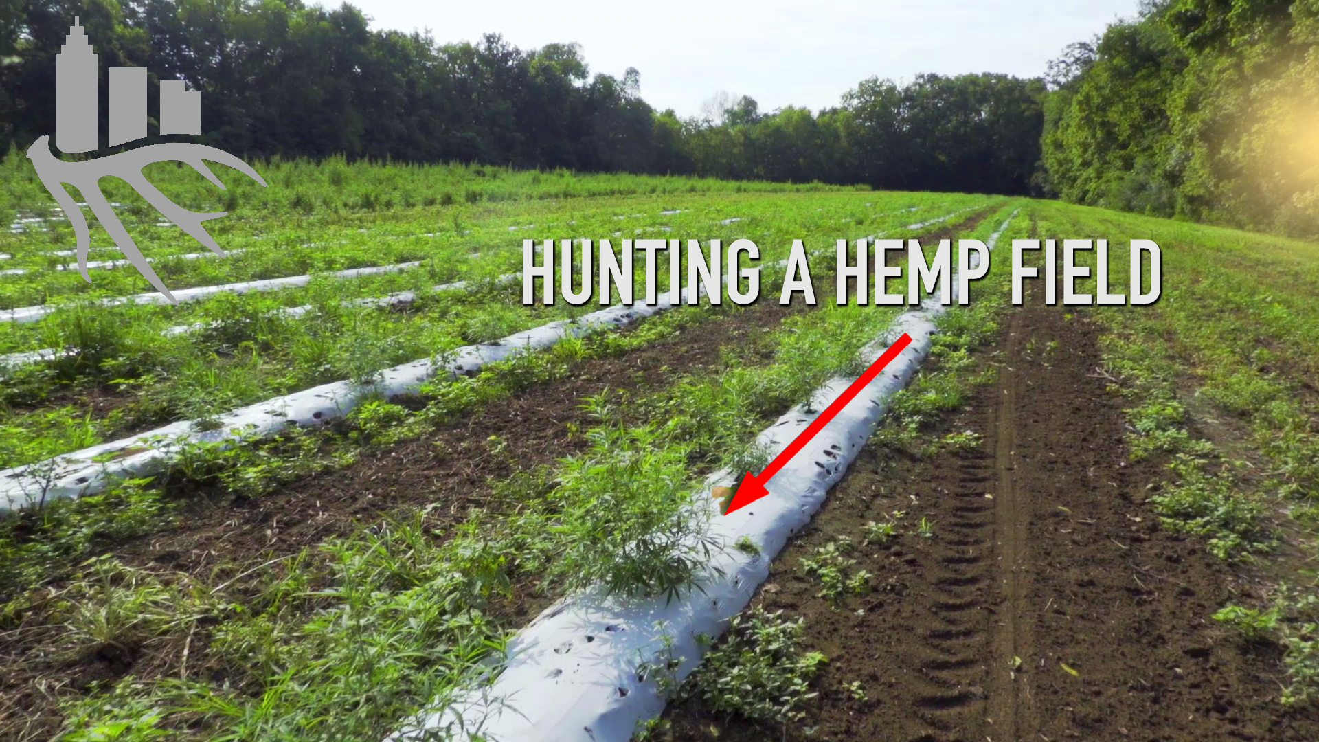 Nashville Velvet • The Season