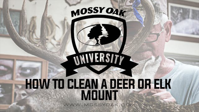 How to Clean a Deer or Elk Mount