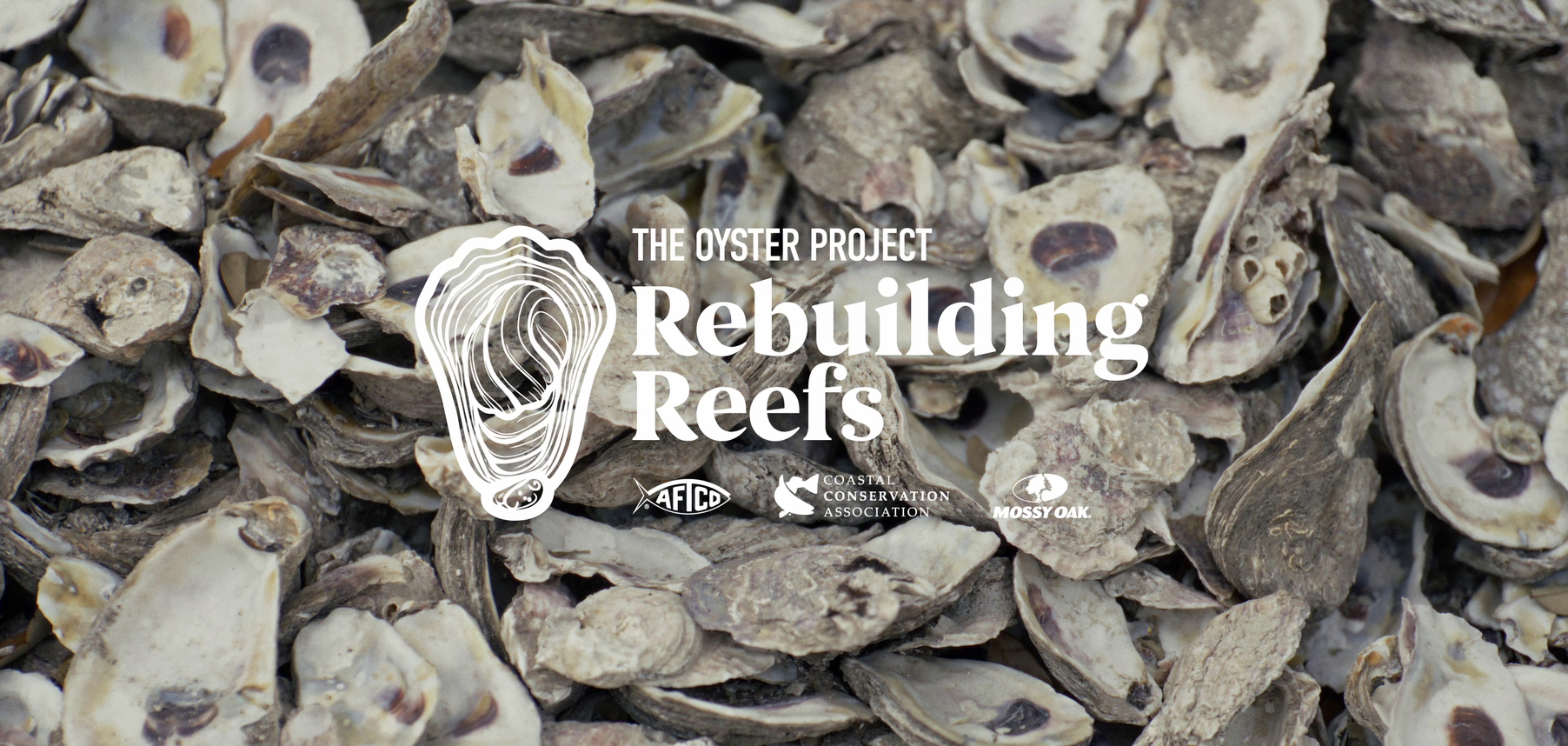 Rebuilding Reefs: The Oyster Project