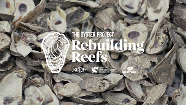 Rebuilding Reefs: The Oyster Project